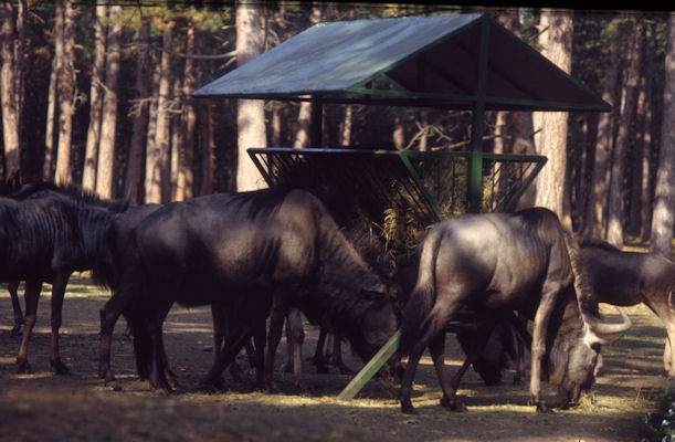 Safaripark Gänserndorf (1983)