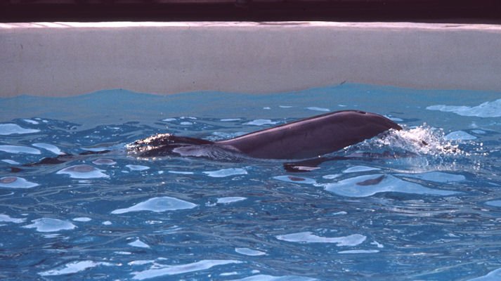 Delphin