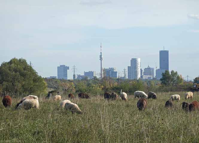 Donauinsel