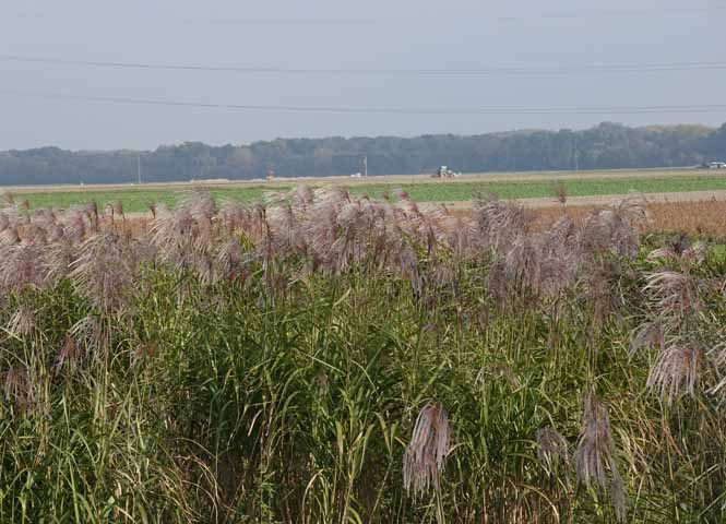 Schilf im Marchfeld