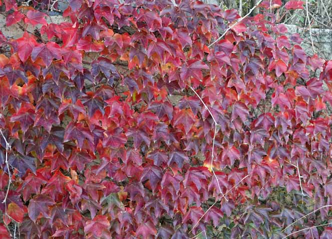 Herbstliche Blätter