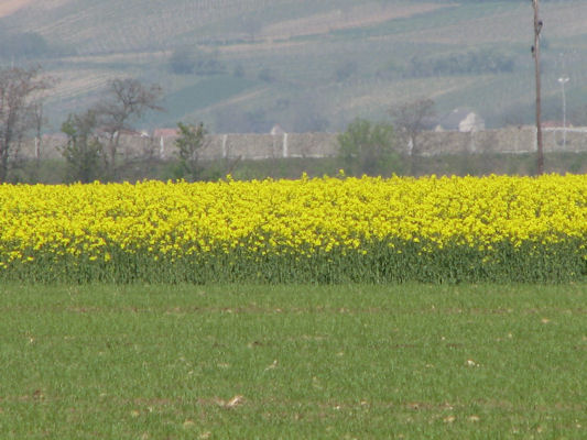 Foto vom 25. April 2010 - Rapsfeld bei Hagenbrunn