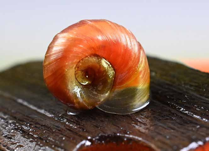 Wasserschnecke