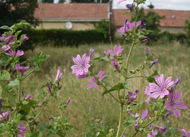 Blumenwiese