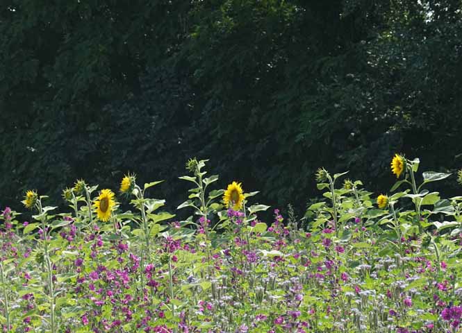 Sonnenblumen