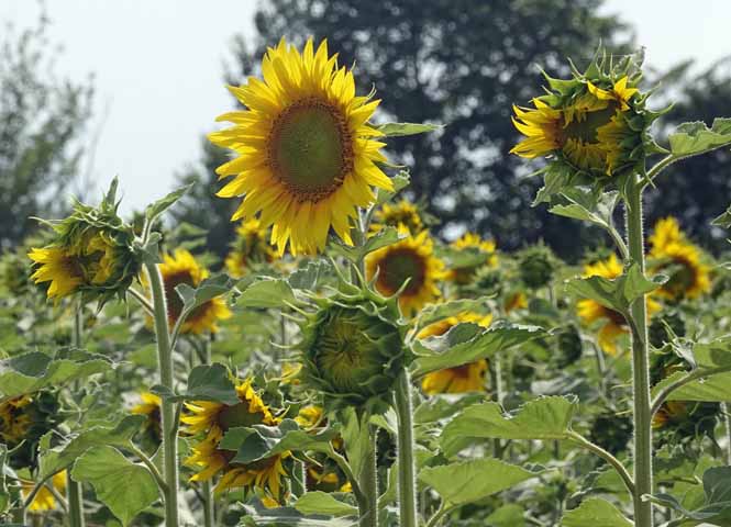 Sonnenblumen